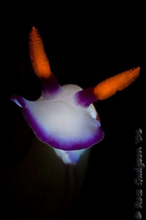 Hypselodoris bullockii portrait. Ningaloo Reef, Western A... by Ross Gudgeon 