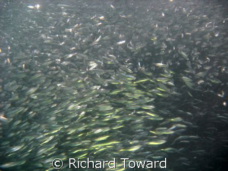 Shoal of Baby Herring under St Abbs Lighthouse by Richard Toward 