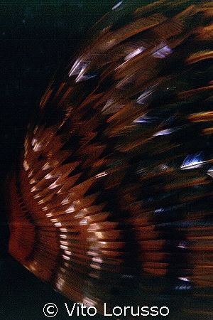 Worms - Sabella spallanzanii (detail) by Vito Lorusso 