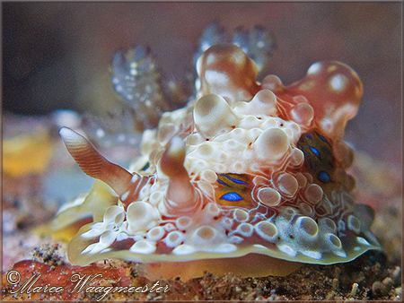 Dendrodorididae nudibranch (Dendrodoris denisoni) - Seray... by Marco Waagmeester 
