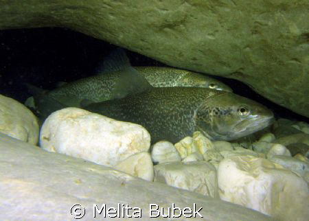 trout couple under Napoleon Bridge, Kobarid/Canon G9, in-... by Melita Bubek 
