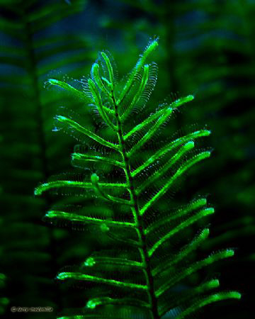 Merry Christmas! Reminds me of Charlie Brown's christmas ... by Larry Medenilla 