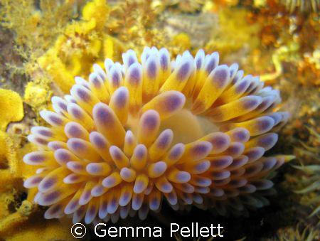 Common Name: Gas Flame Nudibranch
Scientific Name: Bonis... by Gemma Pellett 