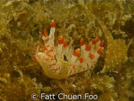 Asian Bornella Nudibranch, Perhentian Islands, Malaysia by Fatt Chuen Foo 