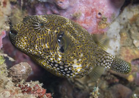 Map pufferfish. Lembeh straits. D200, 60mm. by Derek Haslam 