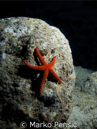 Red Star (echinaster sepositus) by Marko Perisic 