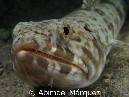Sandiver, Vieques, P.R. by Abimael Márquez 