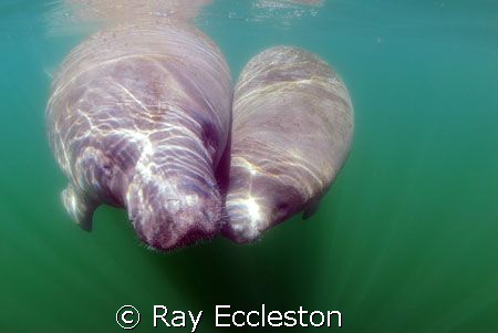Manatees at Crystal River FL. Camera Nikon D-200 by Ray Eccleston 