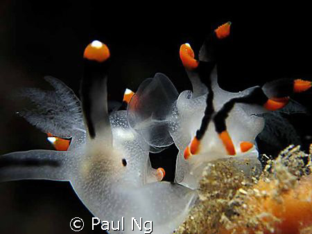 Transparent Sex! 

taken with Canon S80 with Inon singl... by Paul Ng 