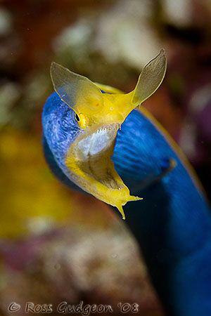 Blue Ribbon Eel.  Wakatobi, SE Sulawesi.  Canon 40D & Can... by Ross Gudgeon 
