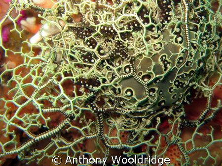 Basket Star on some noble coral, taken at Avalanche Reef ... by Anthony Wooldridge 