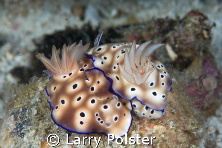 Nudi Love at Antilao, fantastic dive sites, D300, 105VR, ... by Larry Polster 