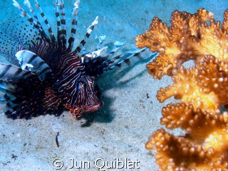 Lion Fish, Agutayan Reef, Jasaan, Mis. Or. by Jun Quiblat 