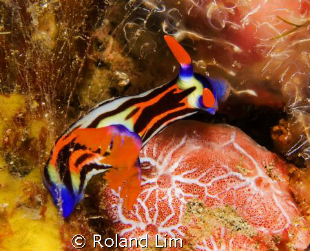 Purple Lined Nembrotha tucking into a hearty sponge meal! by Roland Lim 