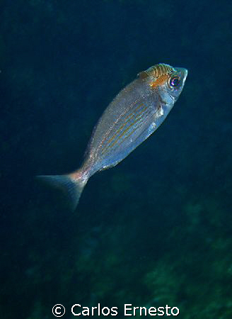 Sarpa Salpa. 
Olympus c-7070 and YS-60 strob by Carlos Ernesto 