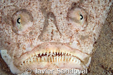 stargazer in Nuewba Egypt by Javier Sandoval 