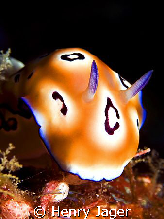 Chromodoris leopardus, from the Raja Ampat, West Papua by Henry Jager 