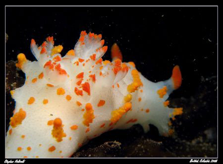 Nudi Gills.  Canon G7, INON UCL167, Sea and Sea YS27DX by Stephen Holinski 