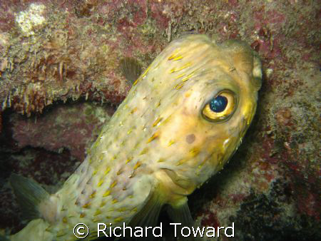 Puffer Fish by Richard Toward 