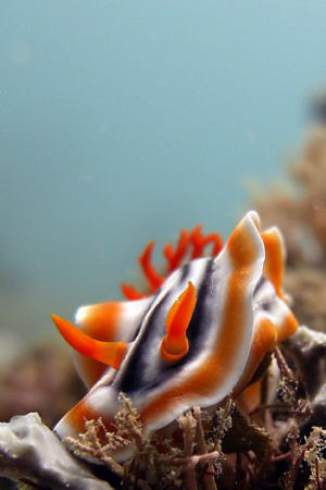 Orange Nudibranch: Casio Exilim ZX 1200 by Andrew Macleod 