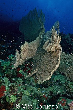 Corals - Subergorgia hicksoni by Vito Lorusso 