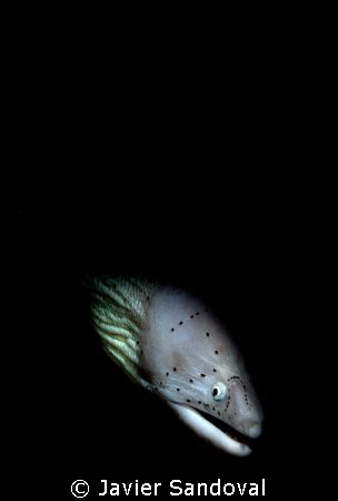 PEPPERED MORAY RED SEA by Javier Sandoval 