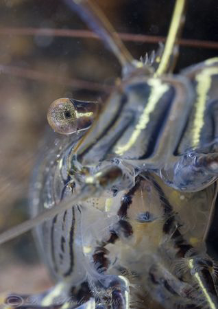 Common prawn. Trefor pier. D200, 60mm. by Derek Haslam 