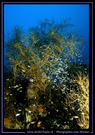 Glass Fishes - in the waters of the Maldives... :O) ... by Michel Lonfat 