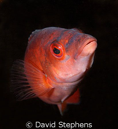 Cuckoo Wrasse taken on Mew Stone Ledges, Plymouth, Englan... by David Stephens 