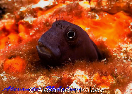 Blenny. Canon 40D, SIGMA 50mm macro. by Alexander Nikolaev 
