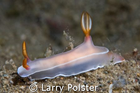 Antilao, Philippines, D300, 106VR by Larry Polster 