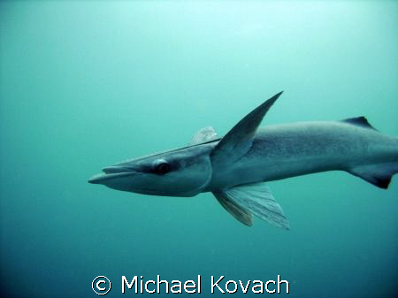 Remora over the inside reef at Lauderdale by the Sea by Michael Kovach 