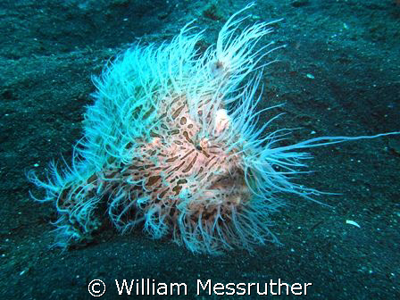 Ï can't do a thing with my hair!
Sea and Sea 1G YS120 St... by William Messruther 