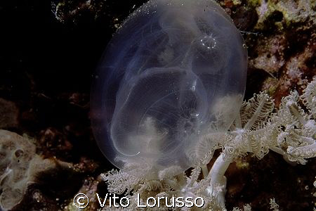 Eggs (?) by Vito Lorusso 