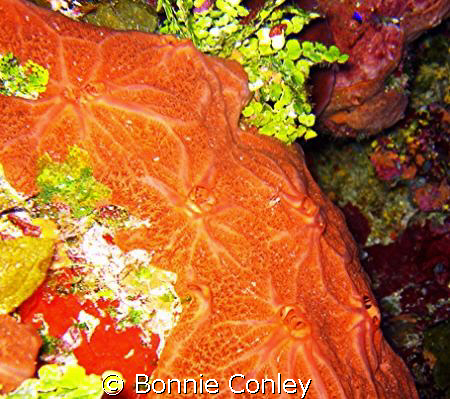 Grand Cayman August 2008.  Photo taken with a Canon SD550. by Bonnie Conley 
