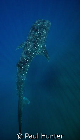 On our way back from a dive on 7 mile we came upon this f... by Paul Hunter 