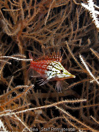 Longnose Hawkfish (Oxycirrhites typus). Canon G9 & Inon D... by Bea & Stef Primatesta 