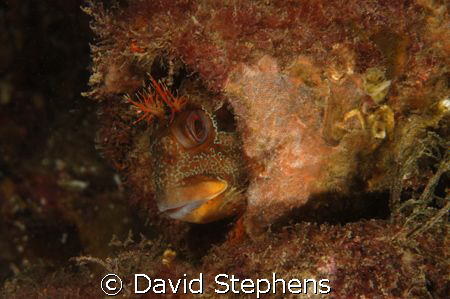 Tompot Blenny under Swanage pier in October 2008.  Taken ... by David Stephens 