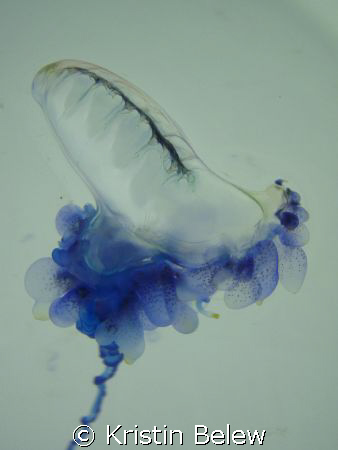 I was only stung twice trying to get these shots.  Portug... by Kristin Belew 