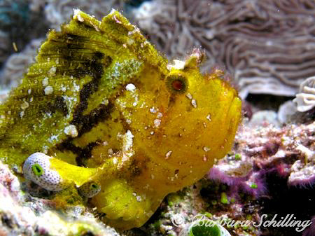 Fascinating creatures and master of camouflage. by Barbara Schilling 