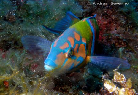 called the Donzella Pavonina ---  it's one of the most co... by Andrea Severino 