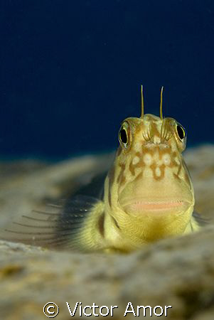 Big smile by Victor Amor 
