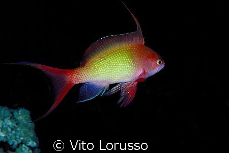 Fishs - Anthias anthias by Vito Lorusso 