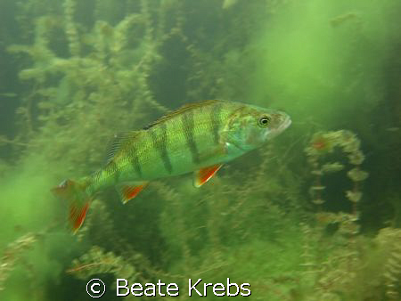 A freshwater Perch at a lake near by, taken with Canon S7... by Beate Krebs 