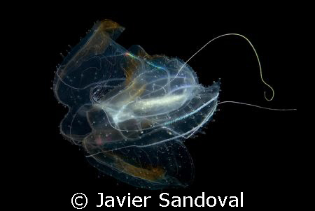 jelly by Javier Sandoval 