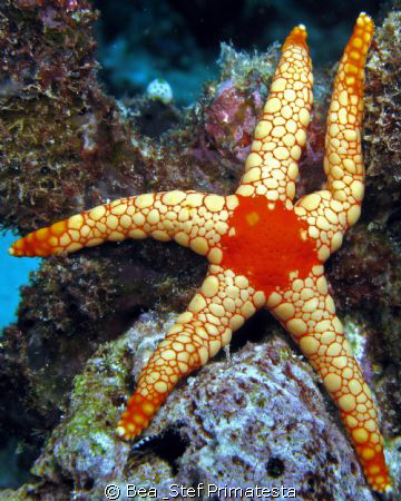 Seastar (Fromia nodosa). Canon G9 & Inon D2000 strobe by Bea & Stef Primatesta 