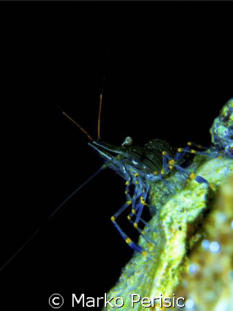Elegant Shrimp (palaemon elegans) by Marko Perisic 