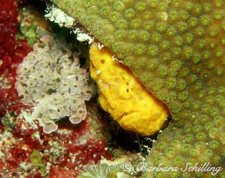 peek-a-booh by Barbara Schilling 