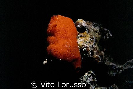 Tunicates - Halocinthya papillosa by Vito Lorusso 