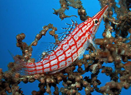 Longnose Hawkfish, Tulamben by Doug Anderson 